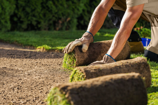 Gartenbauer verlegt Rollrasen in Korschenbroich