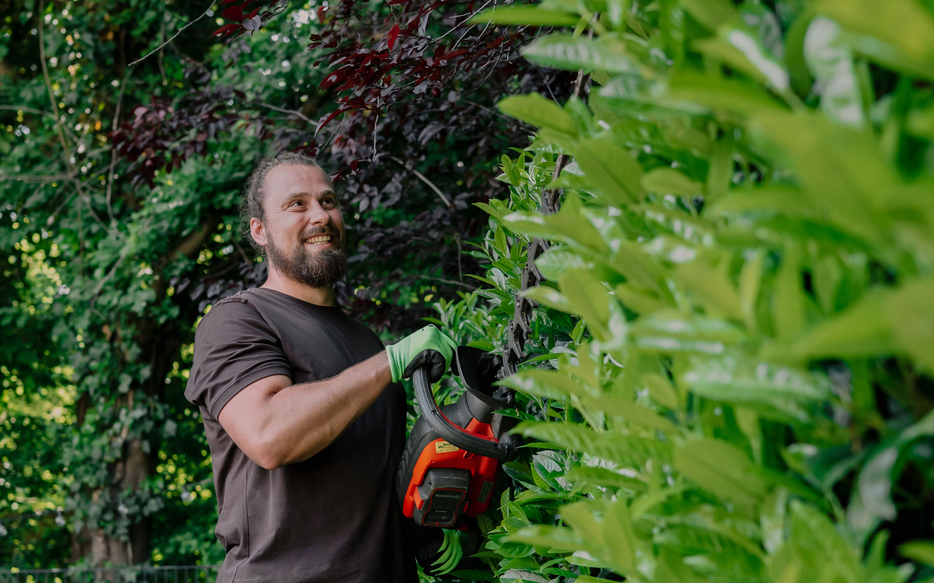 Garten- und Landschaftsbauer Thomas schneidet eine Lorbeerhecke